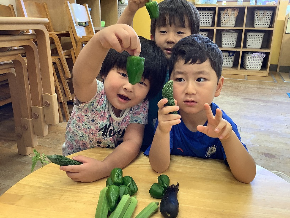 栄養満点、夏野菜！たくさん採れたよ♪