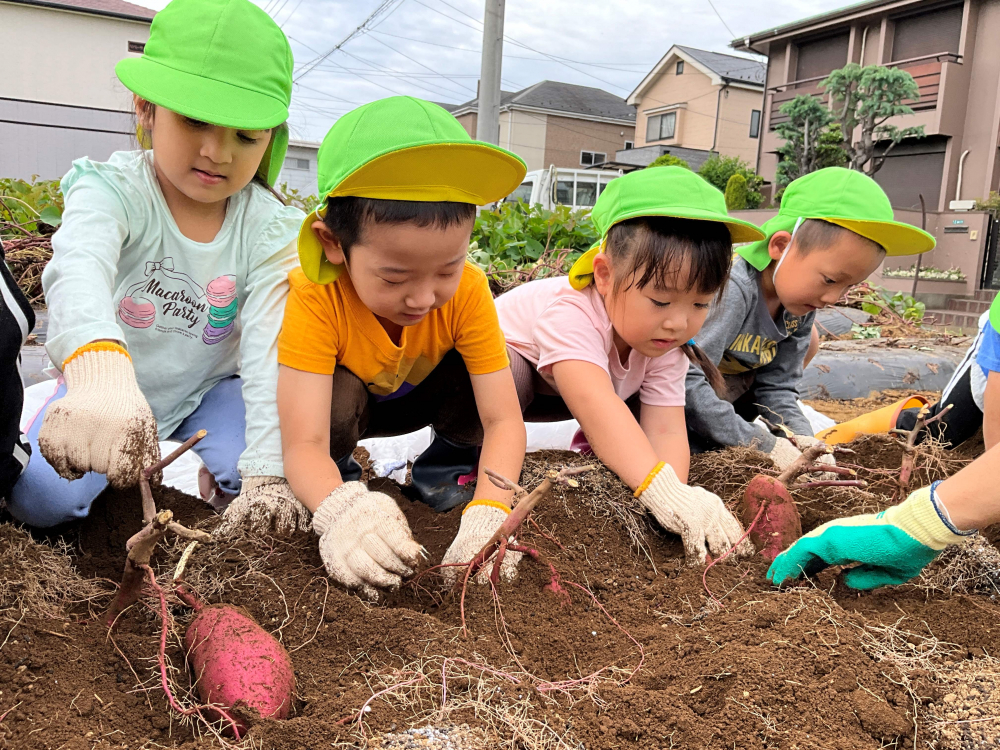 ３・４歳　お芋掘り