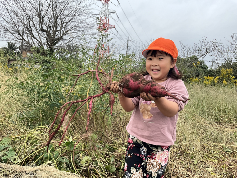 ５歳児　さつまいも掘り